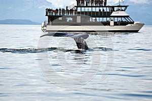 Travel Destination - Whale Watching Adventure