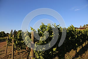 Travel Europe- Vineyards and orchards