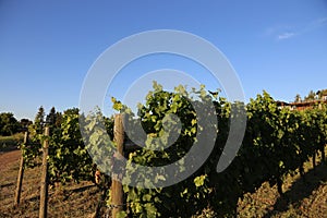 Travel Europe- Vineyards and organic orchards with blue sky front cover!