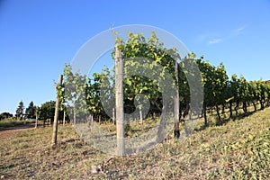 Travel Europe- Vineyards and organic orchards with blue sky front cover!