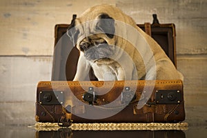 Travel holiday vacation concept with nice funny pug dog sit down inside an old vintage luggage - brown color tones and traveler