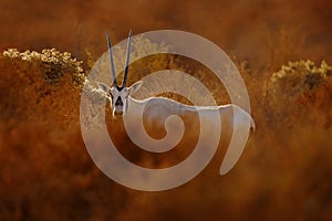 Travel Jordan, Arabia nature.  Arabian oryx or white oryx, Oryx leucoryx, antelope with a distinct shoulder bump, Evening light in