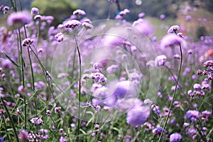 Travel at Monjam, Thailand. Beautiful purple flowers garden.