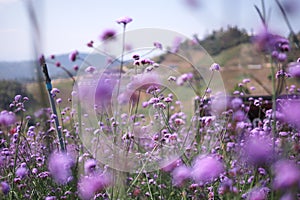 Travel at Monjam, Thailand. Beautiful purple flowers garden