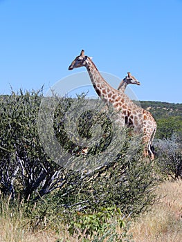 Travel in namibia from namib desert to boarder of angola