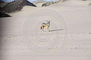 Travel in namibia from namib desert to boarder of angola