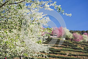 travel in nature with pink cherry blossom tree and tea farm in springtime season