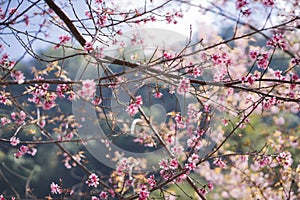 travel in nature with pink cherry blossom tree and clear sky in springtime season