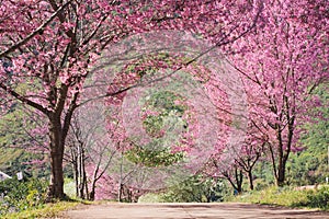 travel in nature with pink cherry blossom tree and clear sky in springtime season