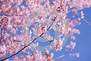 travel in nature with pink cherry blossom tree and clear sky in springtime season