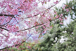 travel in nature with pink cherry blossom tree and clear sky in springtime season