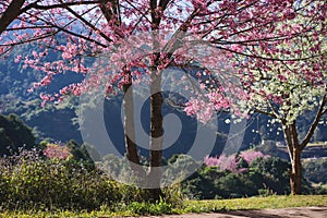 travel in nature with pink cherry blossom tree and clear sky in springtime season