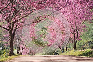 travel in nature with pink cherry blossom tree and clear sky in springtime season