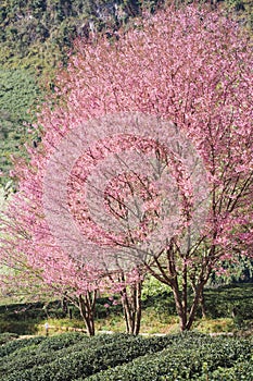 travel in nature with pink cherry blossom tree and clear sky in springtime season