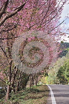 travel in nature with pink cherry blossom tree and country road in springtime season