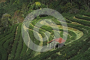 travel in nature with pink cherry blossom tree and tea farm in springtime season