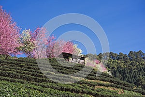 travel in nature with pink cherry blossom tree and tea farm in springtime season