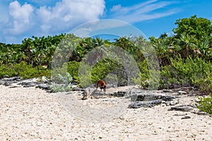 Travel photography - Bahamas.