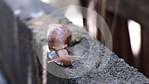 Travel slowly Of snails during the natural wetness after the rain