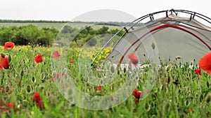 Travel tent stands on blooming spring field with flowers swaying in wind.