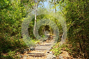 Travel Thailand - road in the woods in Khao Nang Panthurat Forest Park at Cha am.