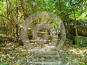 Travel Thailand - road in the woods in Khao Nang Phanthurat Forest Park at Cha am.