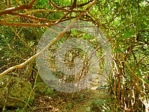 Travel Thailand - road in the woods in Khao Nang Phanthurat Forest Park at Cha am.