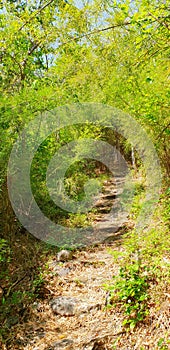 Travel Thailand - road in the woods in Khao Nang Phanthurat Forest Park at Cha am.