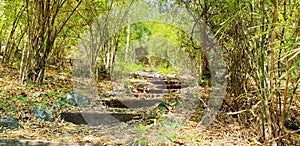 Travel Thailand - road in the woods in Khao Nang Phanthurat Forest Park at Cha am.