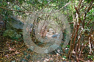 Travel Thailand - road in the woods in Khao Nang Phanthurat Forest Park at Cha am.