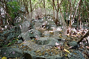 Travel Thailand - road in the woods in Khao Nang Phanthurat Forest Park at Cha am.