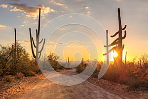 Arizona desert at sunset with Saguaro cacti in Sonoran Desert near Phoenix. photo