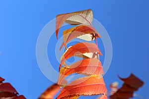 Travel to Canada in Autumn season- Close up of red leaves- front cover or billboard