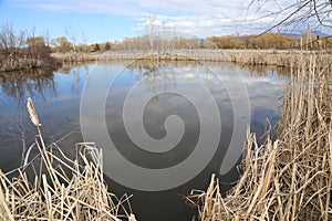 Travel to Canada ! Tourism B.C. Cattail plants!