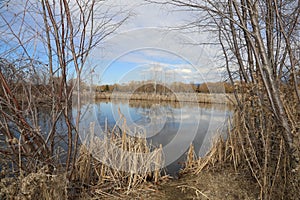 Travel to Canada ! Tourism B.C. Cattail plants!