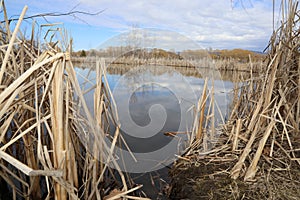 Travel to Canada ! Tourism B.C. Cattail plants!