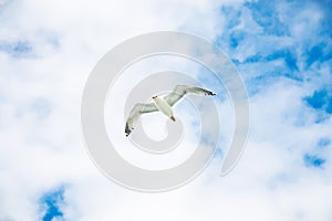 seagull hovering in blue sky with white clouds