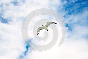 seagull soaring in blue sky with white clouds