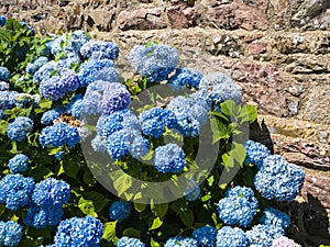 traditional hydrangea flowers near house wall