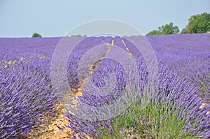 Travel to Provence in the south of France. lavender culture and small village