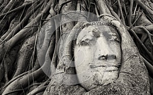 Travel to Thailand, Ayutthaya. Old tree Buddha stone sculpture.