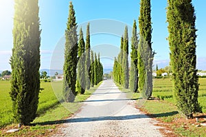 Travel in Tuscany. Beautiful and idyllic landscape of a lane of cypresses in the Tuscan countryside in Italy