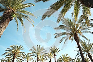 Travel, vacation, nature and summer holidays concept - palm trees over blue sky background