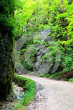 Travel in Zarnesti  Canyon. Typical landscape in the forests of Transylvania, Romania