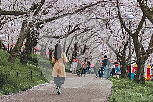 Traveler asian woman travel in sakura cherry blossom tree in Gongendo park Saitama Japan in spring season
