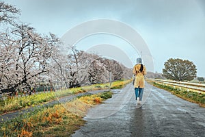 Traveler asian woman with umbrella travel in sakura cherry blossom tree and rapeseed flower with rain in kumagaya Saitama Japan