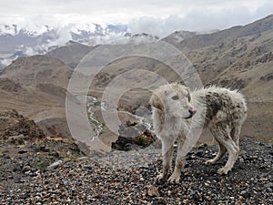 Traveler dog standing on edge of a cliff with mountains view.