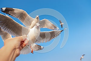 Traveler Hand is Feeding Food to a Seagull Birds While Flying in The Sky, Animal and Wildlife