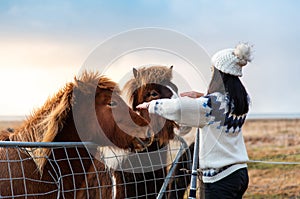 Traveler making friends with adorable Icelandic horses