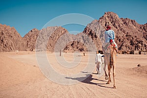 Traveler man rides a camel in desert by Sinai mountains. Boy bedouin guiding animal. Summer vacation